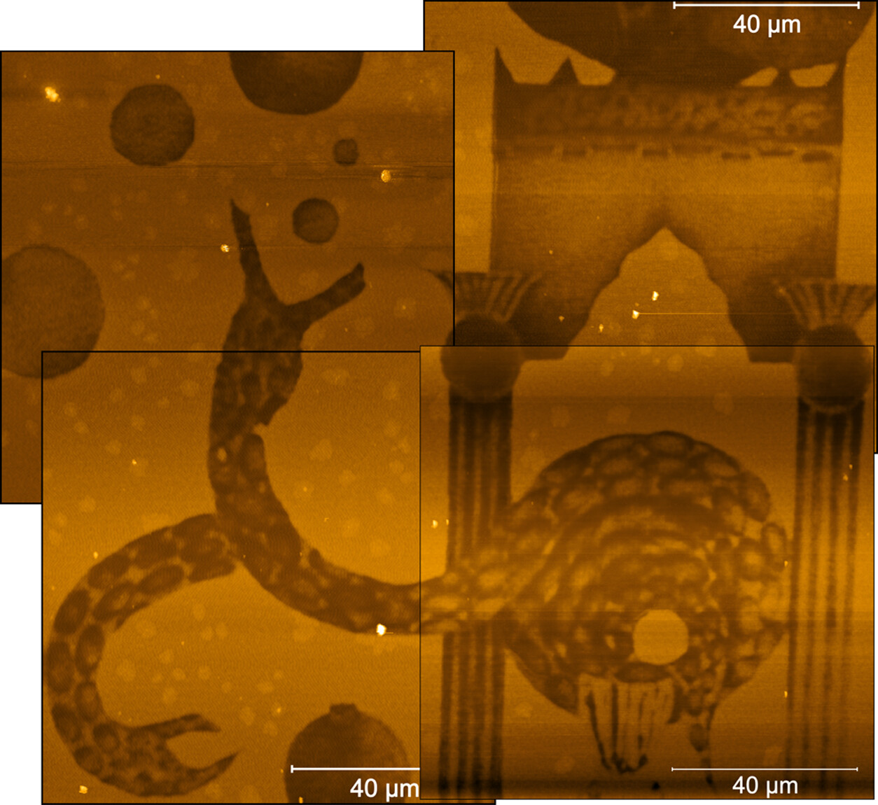 Atomic force microscopy images of the patterned polymer 