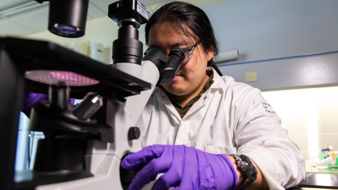 Wijaya looks at media in a cell plate through a microscope