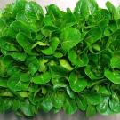 close up of romaine lettuce